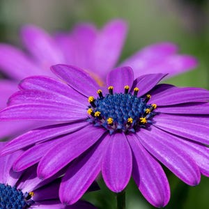 May include: A vibrant purple Osteospermum flower featuring long, slender petals radiating from a dark blue, textured central disc. The centre is accented with small, bright yellow pollen-tipped stamens, creating a sharp contrast against the petals.
