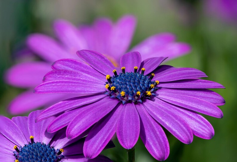 May include: A vibrant purple Osteospermum flower featuring long, slender petals radiating from a dark blue, textured central disc. The centre is accented with small, bright yellow pollen-tipped stamens, creating a sharp contrast against the petals.