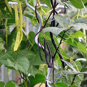 10+ semi di fagioli neri francesi Anupama, Phaseolus vulgaris, fagioli neri francesi, fagioli nani indiani immagine 8