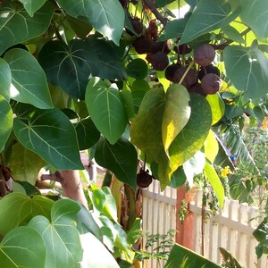 May include: A lush green tree with heart-shaped leaves and clusters of small, round, dark brown fruits hanging from thin stems. The foliage is dense, featuring prominent light-coloured veins on the leaves, with some leaves showing yellowing.