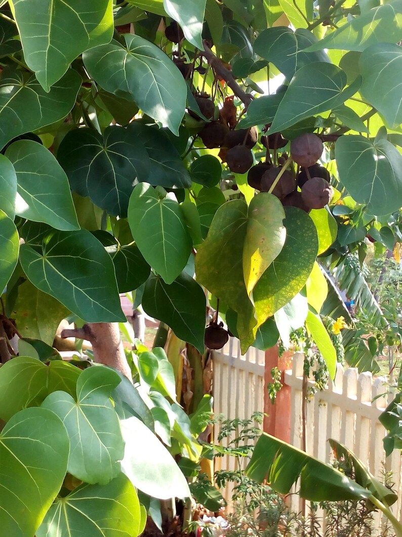 May include: A lush green tree with heart-shaped leaves and clusters of small, round, dark brown fruits hanging from thin stems. The foliage is dense, featuring prominent light-coloured veins on the leaves, with some leaves showing yellowing.