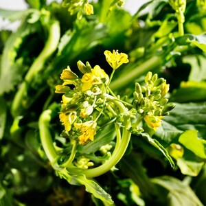 Meer dan 100 zaden van de gouden bolraap (Brassica rapa), een gele wortelgroente. afbeelding 9