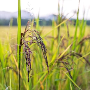 100-1000 risbärsfrön, Oryza sativa, vildt svart ris, lila korn, thairis bild 1