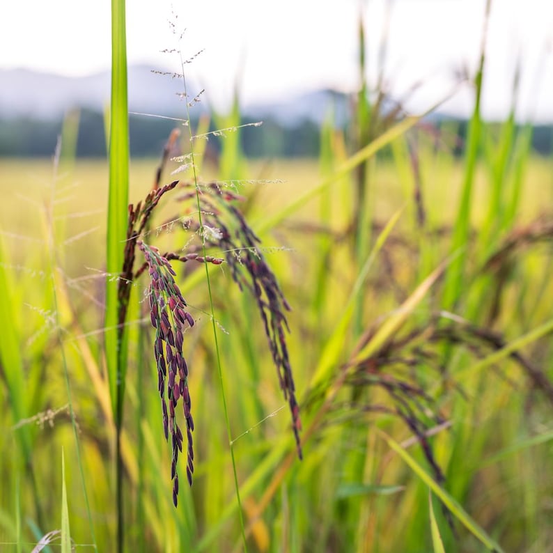100-1000 risbärsfrön, Oryza sativa, vildt svart ris, lila korn, thairis bild 1