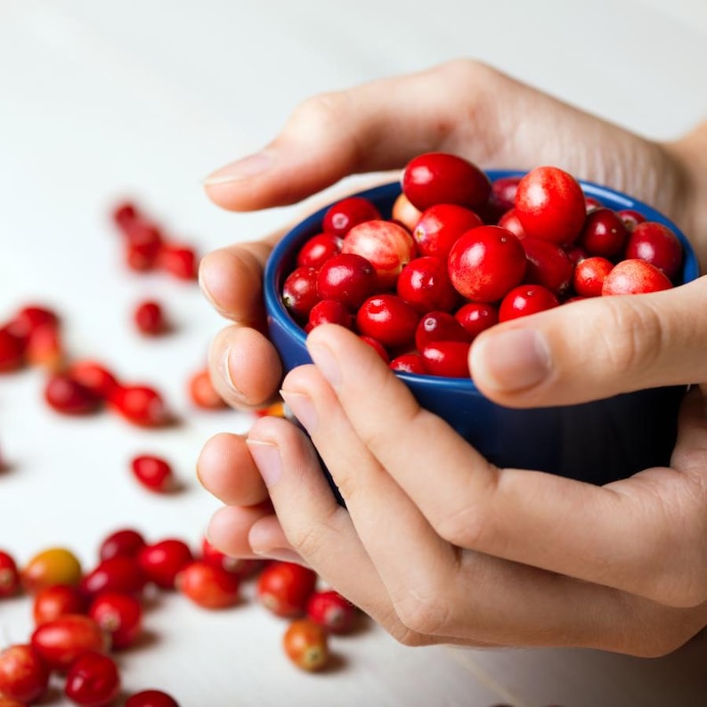 30-100 nasion żurawiny, Vaccinium macrocarpon, żurawina amerykańska, roślina o czerwonych jagodach zdjęcie 9
