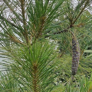 One Pinus wallichiana Cone, Himalayan Blue Pine Botanical Craft Supply image 3