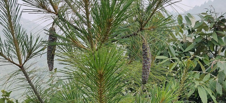 One Pinus wallichiana Cone, Himalayan Blue Pine Botanical Craft Supply image 3