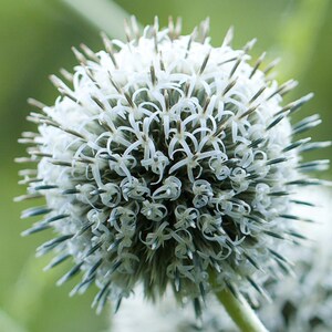 Más de 100 semillas de cardo globo, Echinops sphaerocephalus, flor esférica azul. imagen 7
