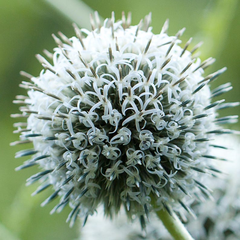 Más de 100 semillas de cardo globo, Echinops sphaerocephalus, flor esférica azul. imagen 7