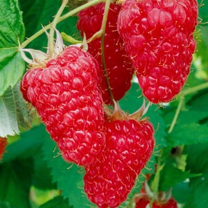 100-300-1500 graines de framboise géante Maroseika, Rubus idaeus, framboise Maroseika, gros fruit, graines de framboise de jardin image 7