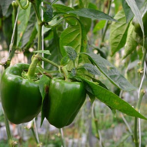 Más de 20 semillas de pimiento verde dulce, Capsicum annuum, pimiento verde, pimiento dulce suave. imagen 8