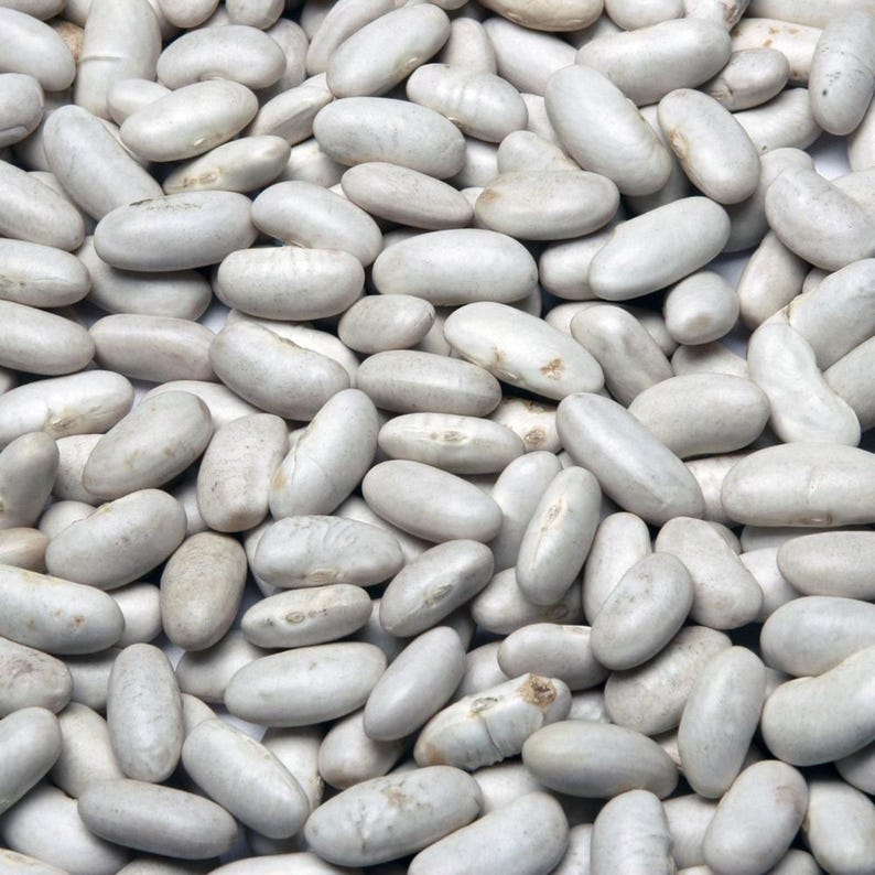 10+ semi di fagioli Rajma bianchi, Phaseolus vulgaris, fagioli rossi bianchi, Rajma indiano immagine 1
