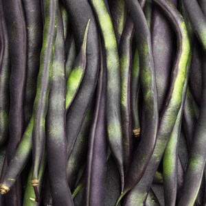 10-30 Purple Pod Bean Seeds, Phaseolus vulgaris, Fiery Violet Pods, Purple French Beans image 3