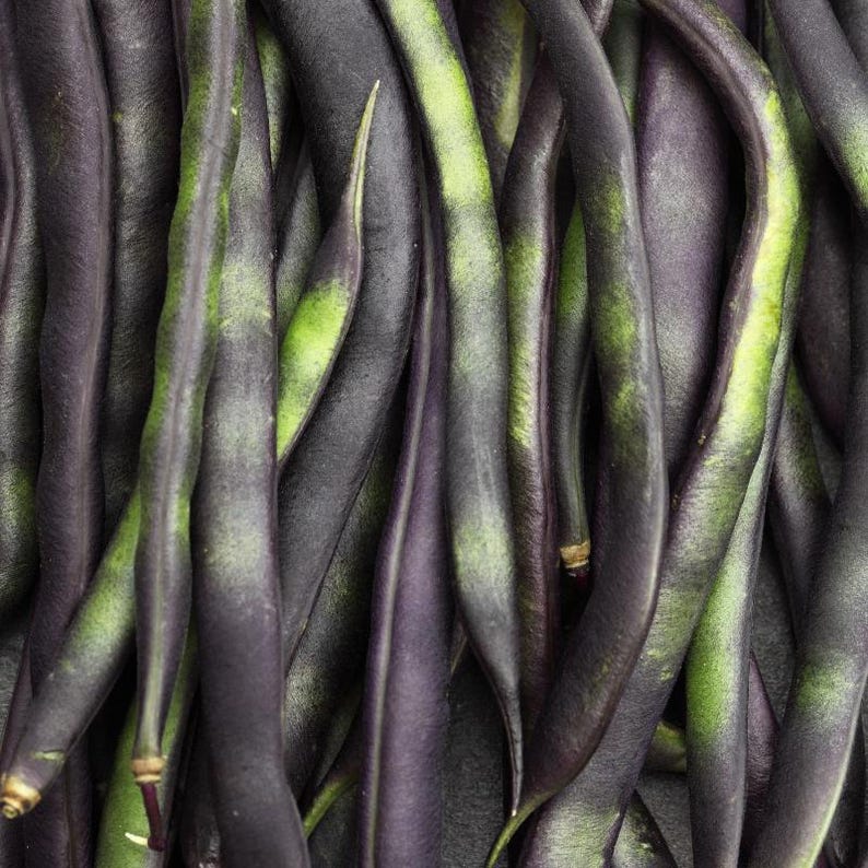 10-30 Purple Pod Bean Seeds, Phaseolus vulgaris, Fiery Violet Pods, Purple French Beans image 3