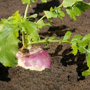 300+ Purple Top White Globe Turnip Seeds, Brassica rapa, White Root Vegetable image 2
