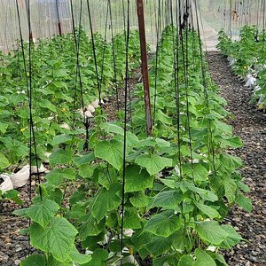 Más de 25 semillas de pepino Beit Alpha, Cucumis sativus, pepino israelí, pepino persa imagen 5