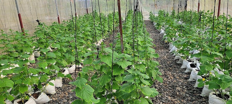 Más de 25 semillas de pepino Beit Alpha, Cucumis sativus, pepino israelí, pepino persa imagen 5