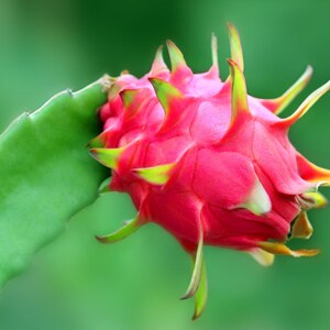 50-100 Red Dragon Fruit Seeds, Red Flesh Pitaya, Hylocereus polyrhizus, Exotic Tropical Cactus image 6