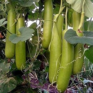10+ nasion melona długiego Durgesh Komal, melo Cucumis zdjęcie 7