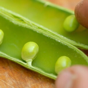 Más de 20 semillas de guisantes verdes Arkel, Pisum sativum, legumbres y cereales imagen 4