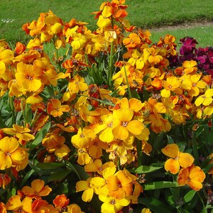 100+ English Wallflower Seeds, Erysimum Cheiri, Mixed Colors, Fragrant Spring Flowers, Cottage Garden image 5