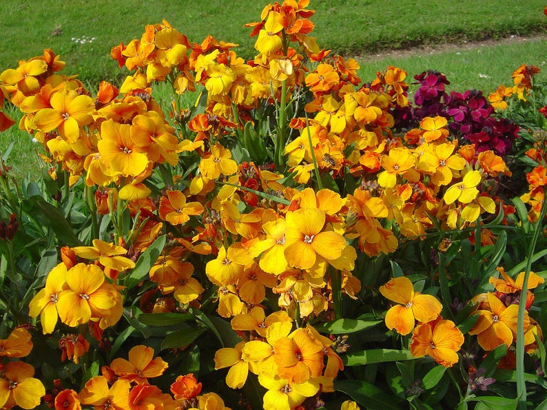 100+ English Wallflower Seeds, Erysimum Cheiri, Mixed Colors, Fragrant Spring Flowers, Cottage Garden image 5