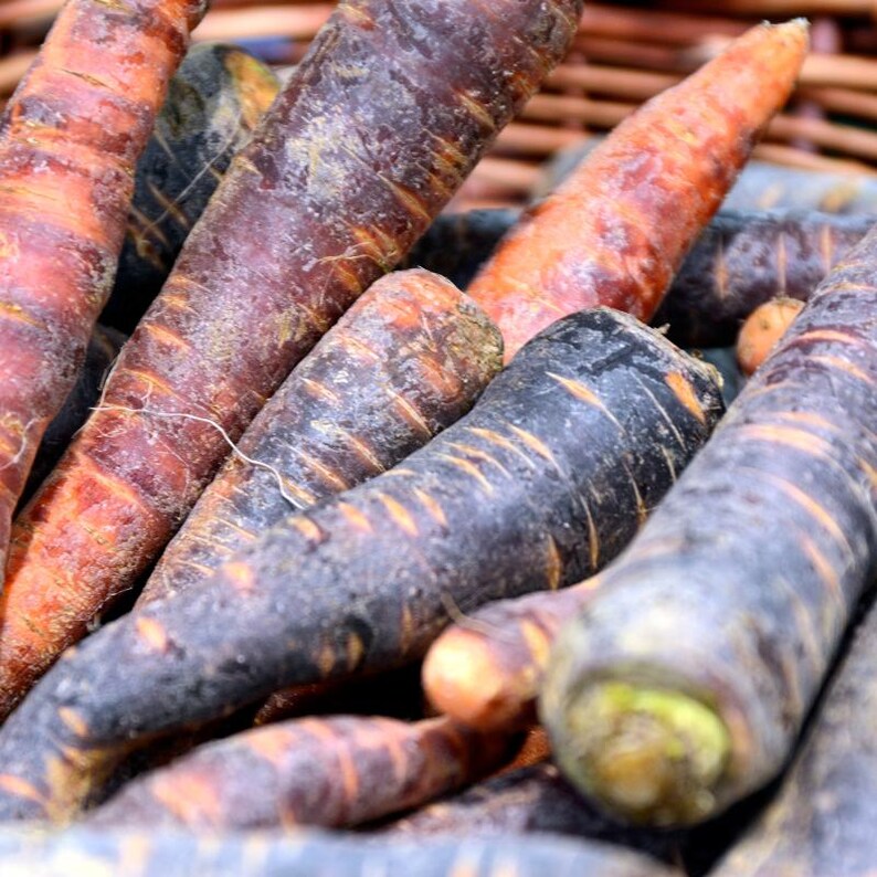 Más de 200 semillas de zanahoria negra, Daucus carota, zanahoria morada negra, hortaliza de raíz. imagen 5