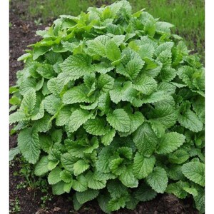 May include: A dense, bushy lemon balm plant featuring numerous vibrant green, heart-shaped leaves with serrated edges. The foliage grows in a rounded, compact mound, displaying a textured surface with visible veins across each individual leaf.