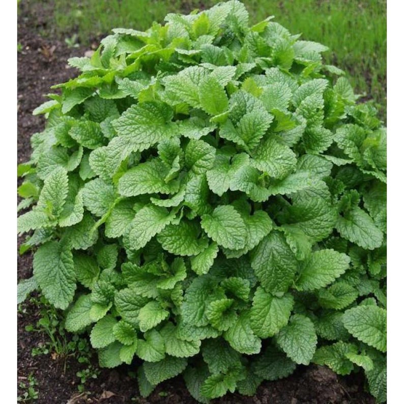 May include: A dense, bushy lemon balm plant featuring numerous vibrant green, heart-shaped leaves with serrated edges. The foliage grows in a rounded, compact mound, displaying a textured surface with visible veins across each individual leaf.