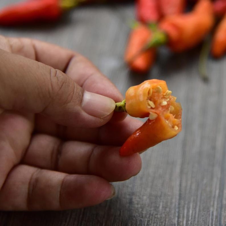 50+ Yellow chili pepper Seeds, Capsicum frutescens, Peppers image 3