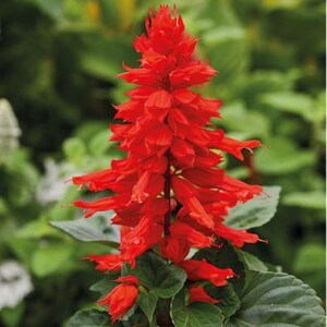 Pu&ograve; includere: Un vibrante fiore di salvia scarlatto caratterizzato da un alto picco conico di fiori tubolari. La pianta presenta densi grappoli di petali rosso brillante disposti in formazione verticale, sostenuti da foglie ovali verde scuro e strutturate.