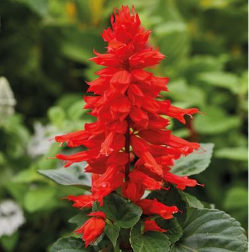 Pu&ograve; includere: Un vibrante fiore di salvia scarlatto caratterizzato da un alto picco conico di fiori tubolari. La pianta presenta densi grappoli di petali rosso brillante disposti in formazione verticale, sostenuti da foglie ovali verde scuro e strutturate.
