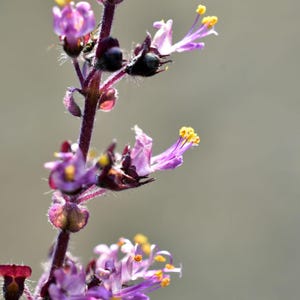 K&ouml;nnte beinhalten: Ein vertikaler Bl&uuml;tenst&auml;ngel einer Pflanze mit kleinen, hellvioletten Bl&uuml;tenbl&auml;ttern und dunkelvioletten Kelchbl&auml;ttern. Die Bl&uuml;ten haben markante gelbe Staubgef&auml;&szlig;e, die nach au&szlig;en ragen. Der St&auml;ngel ist dunkelviolett und mit feinen, hellen H&auml;rchen bedeckt.