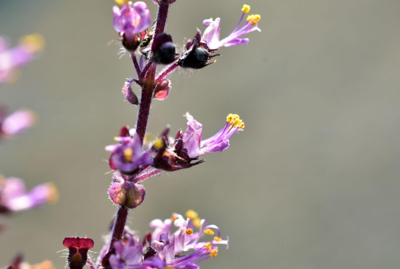 K&ouml;nnte beinhalten: Ein vertikaler Bl&uuml;tenst&auml;ngel einer Pflanze mit kleinen, hellvioletten Bl&uuml;tenbl&auml;ttern und dunkelvioletten Kelchbl&auml;ttern. Die Bl&uuml;ten haben markante gelbe Staubgef&auml;&szlig;e, die nach au&szlig;en ragen. Der St&auml;ngel ist dunkelviolett und mit feinen, hellen H&auml;rchen bedeckt.