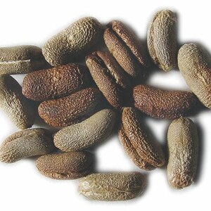 May include: A collection of small, oval-shaped seeds with a textured, wrinkled surface. The seeds vary in colour from light tan to dark brown, each featuring a distinct longitudinal groove running along the centre of the seed's body.
