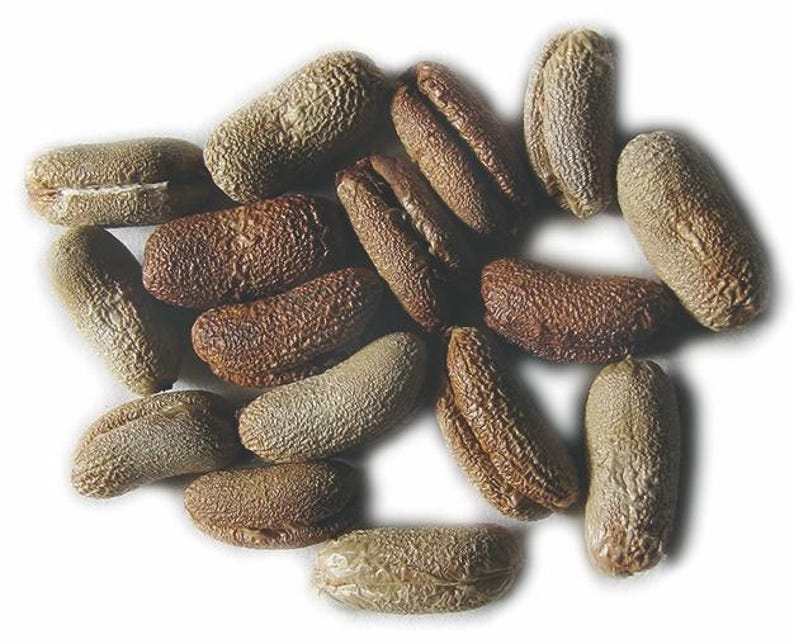 May include: A collection of small, oval-shaped seeds with a textured, wrinkled surface. The seeds vary in colour from light tan to dark brown, each featuring a distinct longitudinal groove running along the centre of the seed's body.