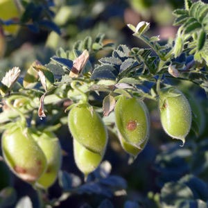 白ひよこ豆の種子、Cicer arietinum、Kabuli Chana Vegetable 25-100 画像 5