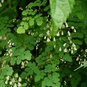 20+ Thalictrum foliolosum Frön, Mamera, Lövängsruta, Skogsmarksperenn bild 6