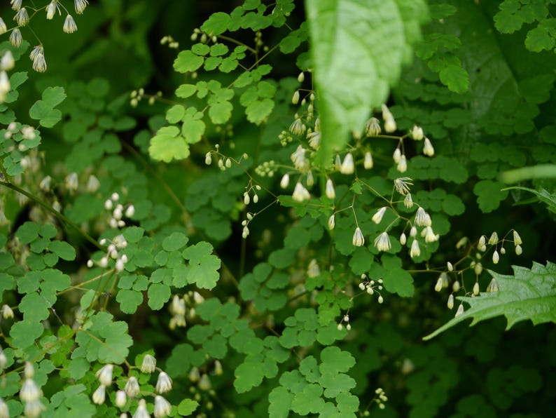 20+ Thalictrum foliolosum Frön, Mamera, Lövängsruta, Skogsmarksperenn bild 6