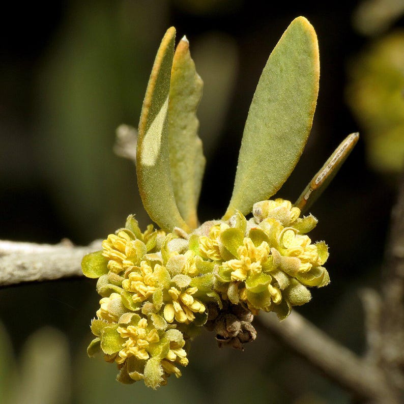 5-10 Jojoba Seeds, Simmondsia Chinensis, Jojoba Plant, Jojoba Shrub, Desert Oilseed Plant Seeds image 8