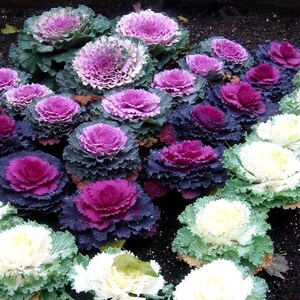100+ Ornamental Flowering Kale Seeds, Brassica oleracea, Decorative Garden Plant image 4