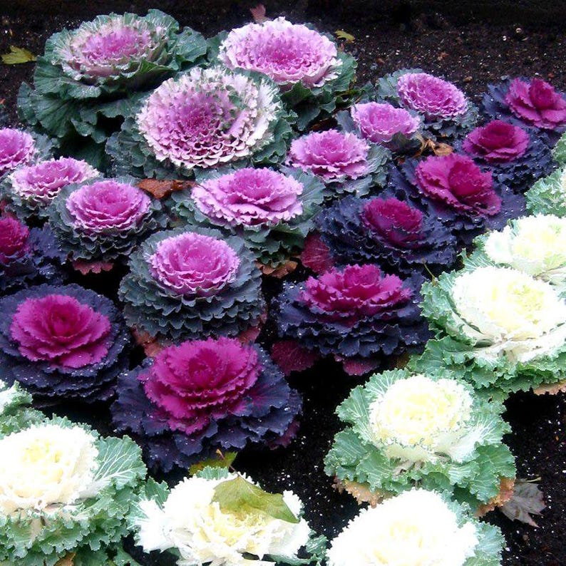 100+ Ornamental Flowering Kale Seeds, Brassica oleracea, Decorative Garden Plant image 4