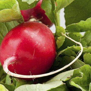Pode incluir: Um rabanete redondo de cor vermelha brilhante com uma pele lisa e lustrosa e uma raiz central fina e de cor branca p&aacute;lida que se estende da base. O rabanete est&aacute; rodeado por folhas verdes vibrantes e texturizadas, ligeiramente onduladas.