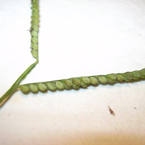 100-500 Nasiona prosa Kodo, Paspalum scrobiculatum, Proso indyjskie Kodo, Ziarno zdjęcie 3