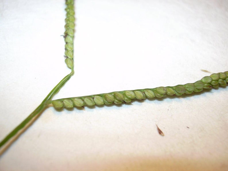 100-500 Nasiona prosa Kodo, Paspalum scrobiculatum, Proso indyjskie Kodo, Ziarno zdjęcie 3