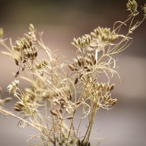 500+ Cumin Seeds, Cuminum cyminum, Jeera Spice Herb image 5