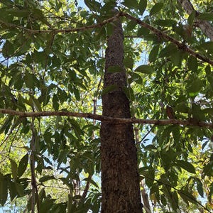 30-60 Svarta Sirisfrön, Albizia Odoratissima, Doftande Albizia, Svart Siristräd, Tropiska Trädfrön bild 8