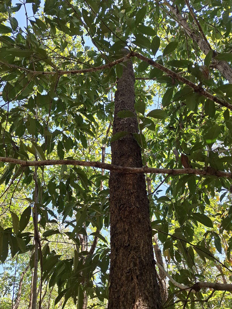 30-60 Svarta Sirisfrön, Albizia Odoratissima, Doftande Albizia, Svart Siristräd, Tropiska Trädfrön bild 8