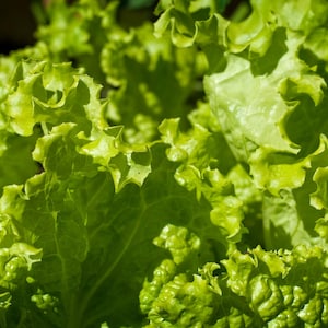 Oltre 100 semi di lattuga Grand Rapids, Lactuca sativa, lattuga verde a foglie sciolte immagine 1