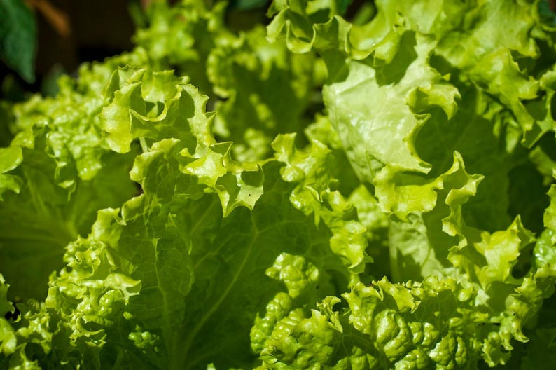 Oltre 100 semi di lattuga Grand Rapids, Lactuca sativa, lattuga verde a foglie sciolte immagine 1